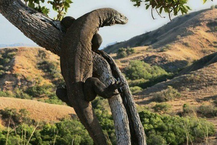 Komodo Panjat Pohon