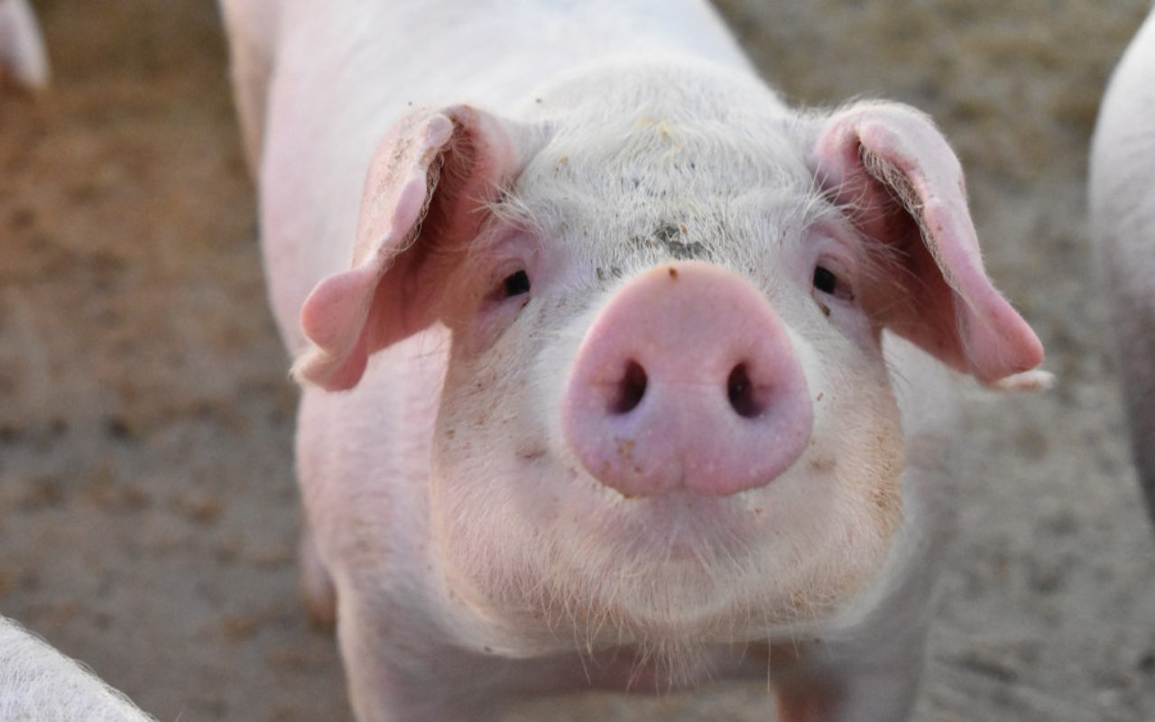 Usai Daging Beku, Tiongkok Temukan Kasus Penularan COVID-19 Dari Kepala Babi Impor