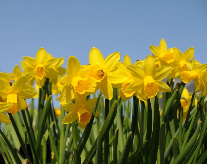 Bunga Daffodil