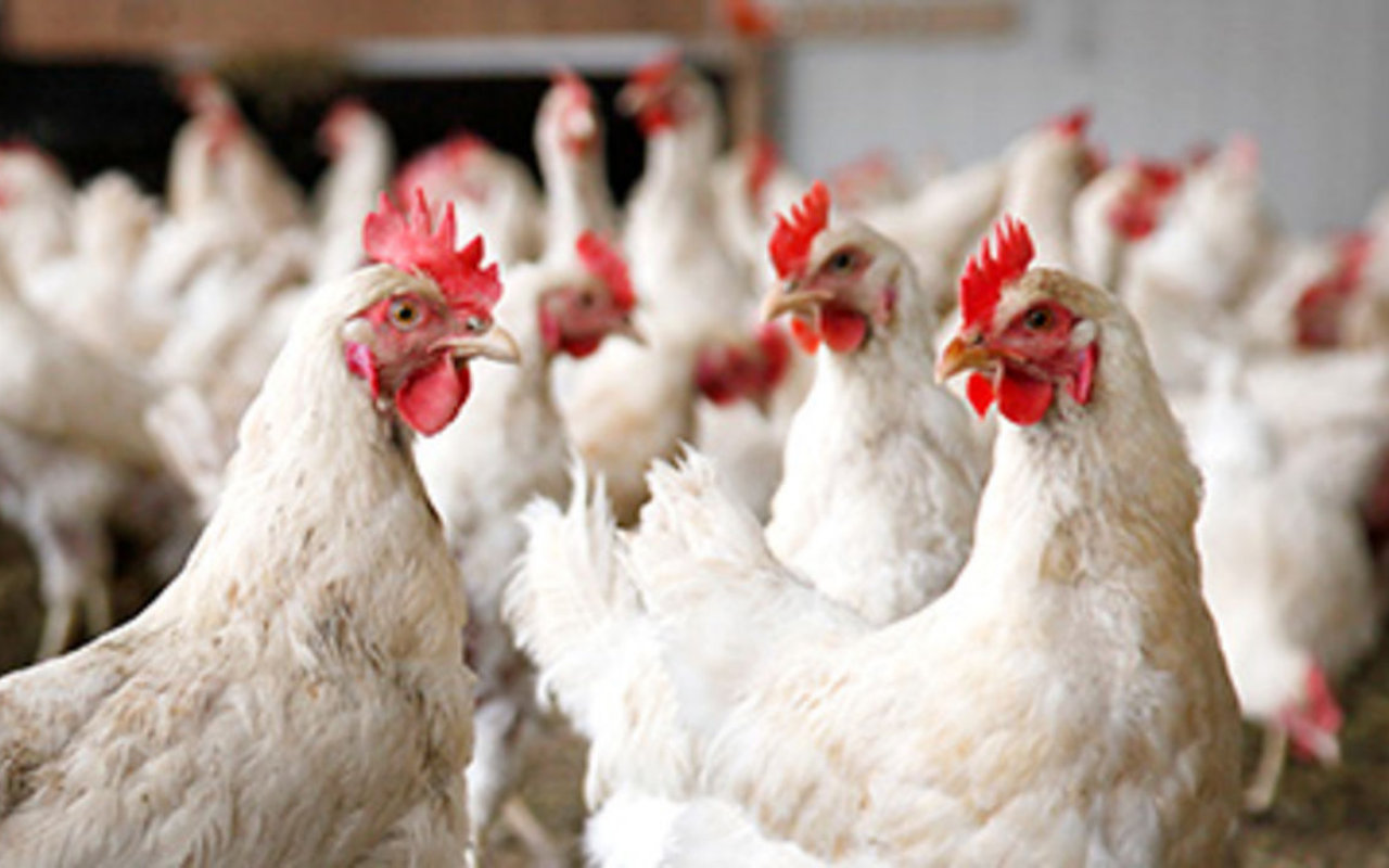 Heboh Warga Cianjur Dapat Bansos Ayam Hidup, Ada yang Mati Sampai di Rumah