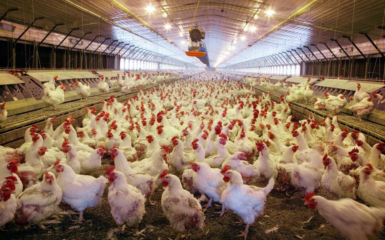 Kemensos Buka Suara Soal Geger Warga Terima Bansos Ayam Hidup