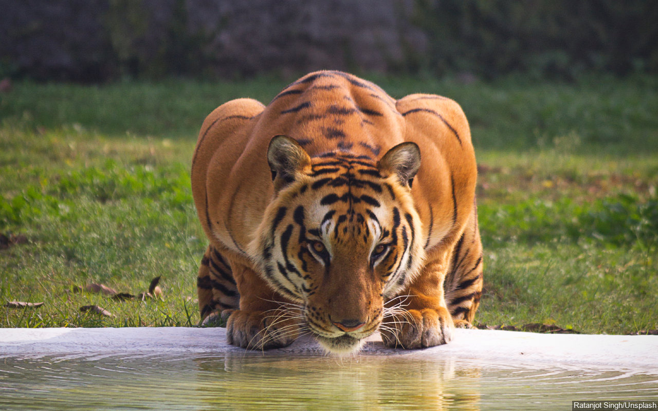 Petugas Kebun Binatang di Banjarnegara Tewas Diserang Harimau Saat