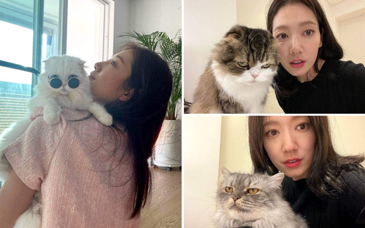 Park Shin Hye Speechless Dengan Aksi Sang Kucing, Intip 10 Potret Harmonisnya Bareng Dal & Harry