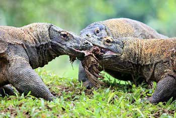 Pulau Komodo Resmi Masuk 7 Keajaiban Dunia Baru