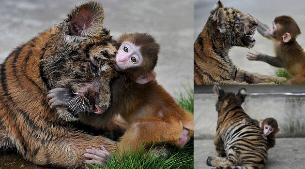 Persahabatan Unik Monyet  dan Harimau  di China
