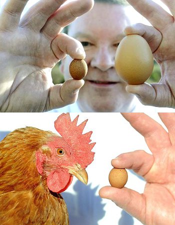 Telur Ayam Ini Diklaim Paling Kecil Sedunia