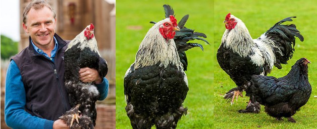 Ayam Ini Diklaim Paling Besar di Dunia dengan Tinggi 66 cm