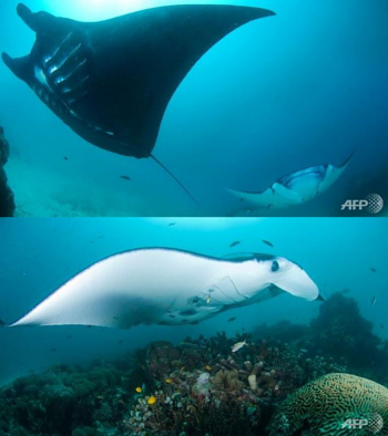 suaka alam ikan pari manta terbesar dunia ada di indonesia