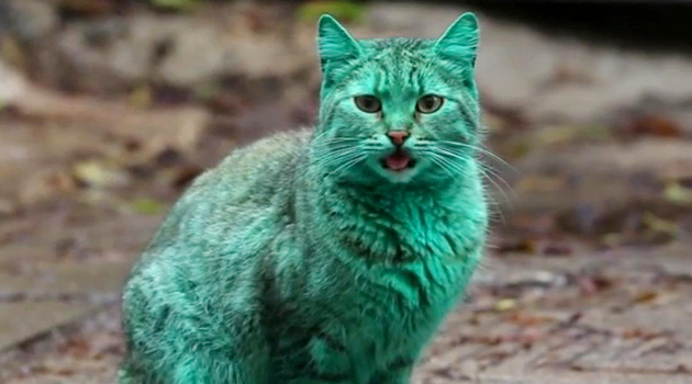 Wow, Kucing Ganteng Ini Tak Sengaja Berubah Warna Jadi Hijau Kebiruan