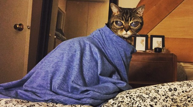 Matilda, Kucing Alien yang Jadi Seleb di Instagram