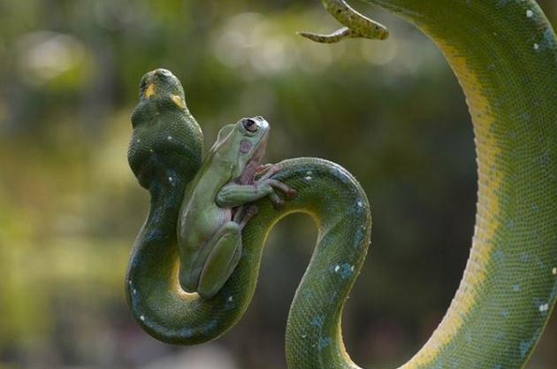 Katak di Kebun Binatang Jakarta Ini Bersahabat dengan Ular 