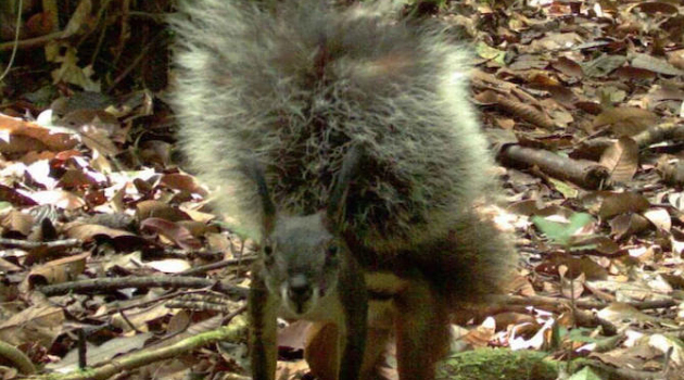  Tupai Vampir Langka Ditemukan di Kalimantan