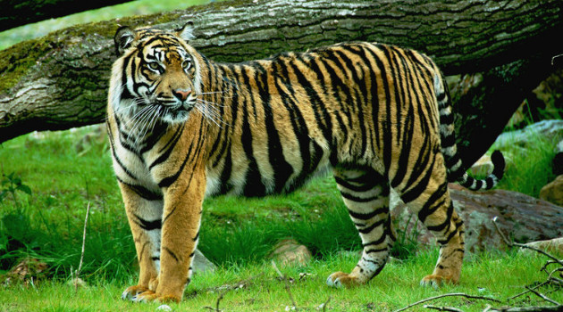 Unduh 91 Koleksi Gambar Harimau Galau Terbaik Gratis