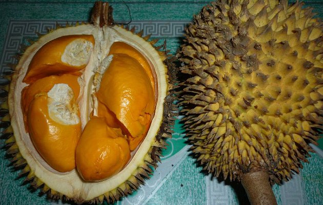 Download 9500 Koleksi Gambar Durian Kalimantan Paling Bagus Gratis