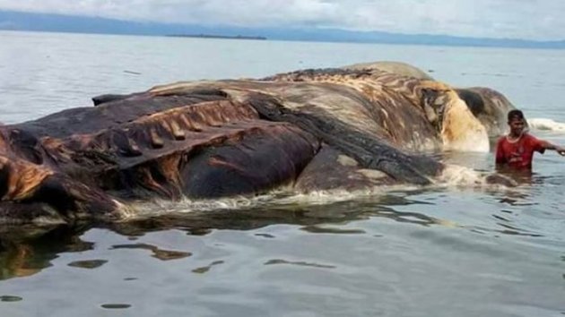 Bianatang Aneh Gegerkan Warga Maluku Begini Penampakan Hewan Aneh 