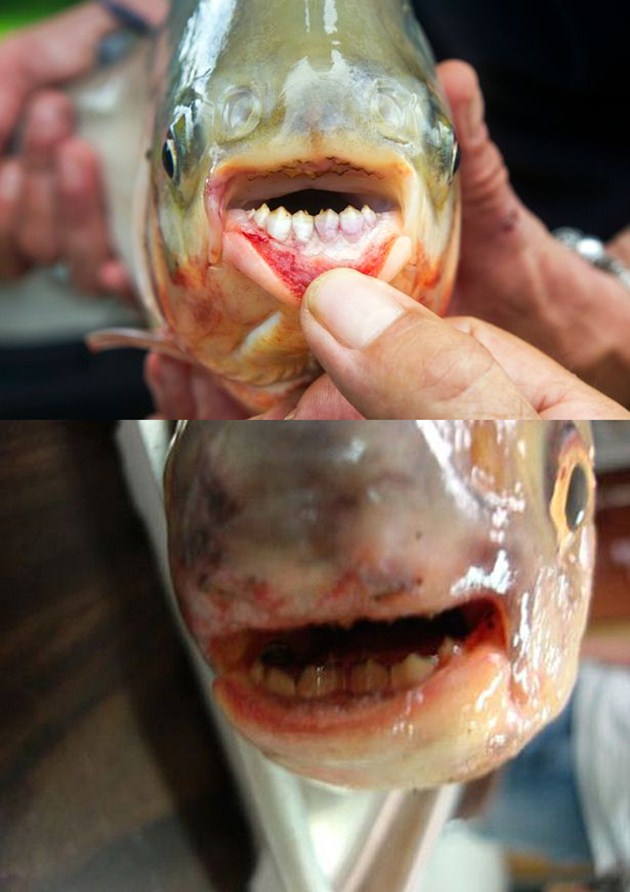 Ada Ikan Kembaran Piranha Bergigi Mirip Manusia Makan Apa  