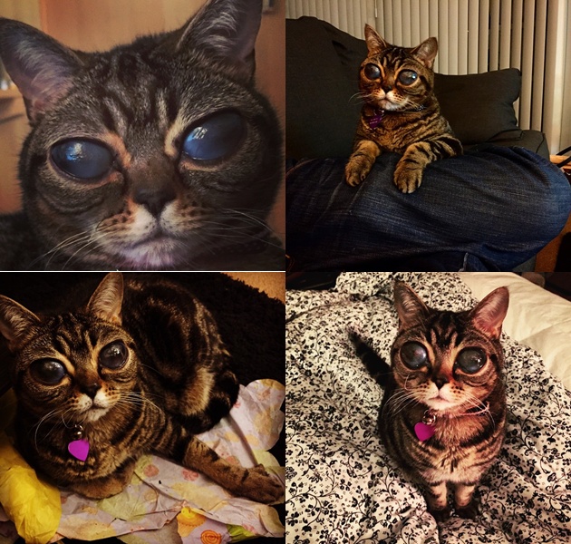Matilda, Kucing Alien yang Jadi Seleb di Instagram